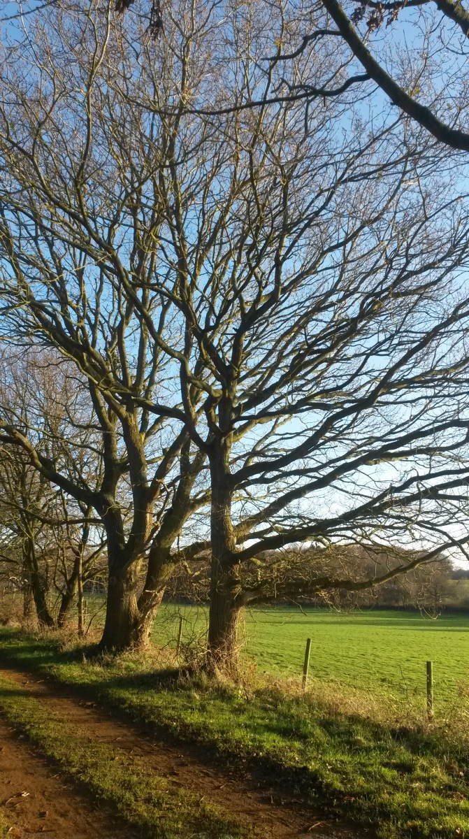 Marriot Way, Norfolk, December 2015