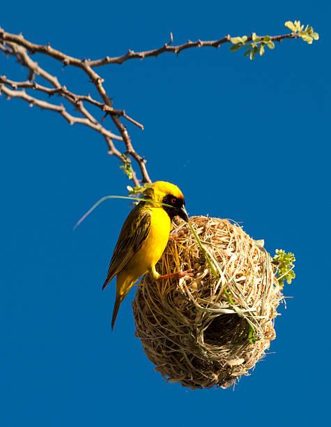 Photo of a Male Weaver Bird building a nest
