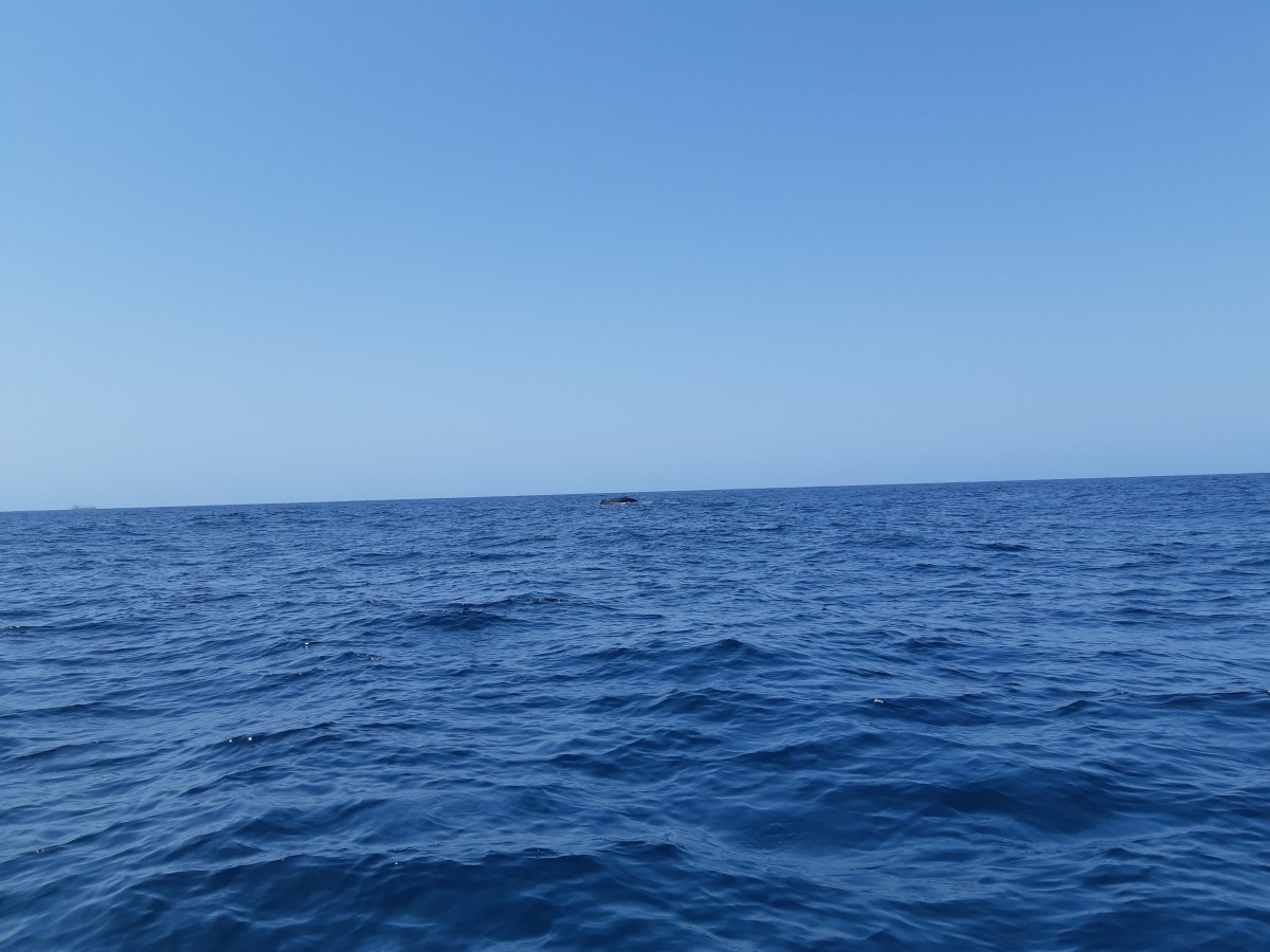 The ocean, with a whale in the distance
