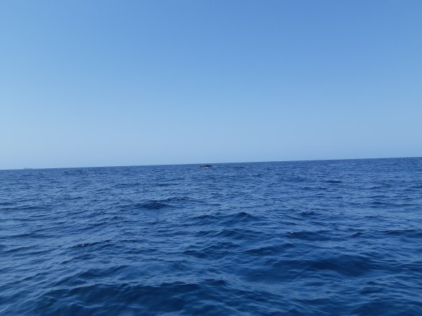 The ocean, with a whale in the distance