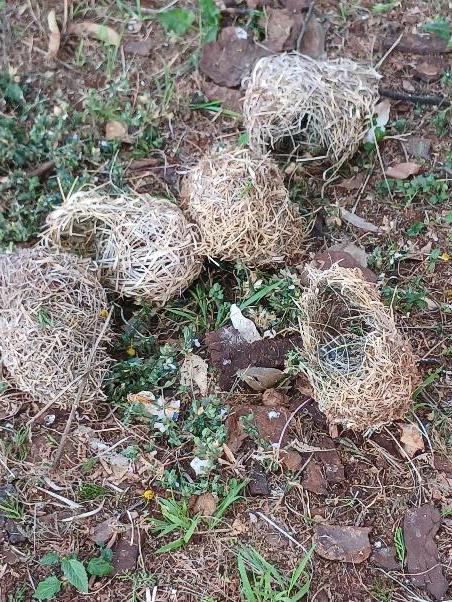 Discarded birds nests on the ground